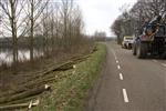 Snoeien aan de wilgen